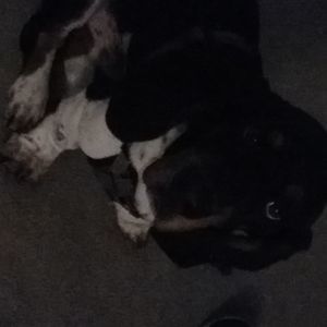 Meet your Posher, Hunter